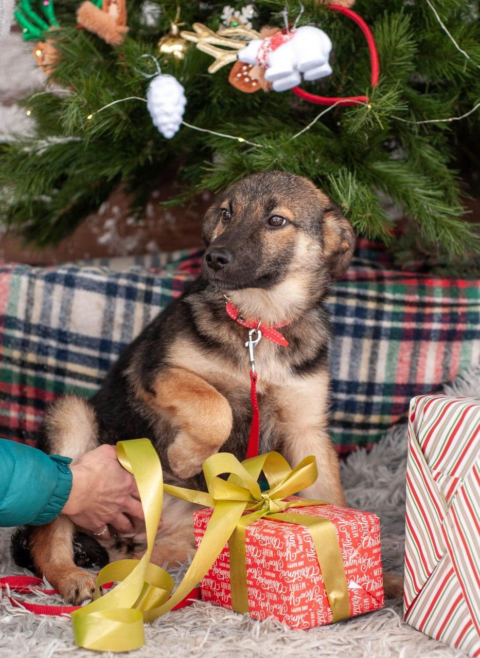 Chiens à adopter
